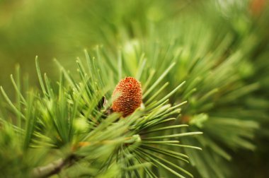 Young branch in spring from European Larch (Larix decidua) clipart
