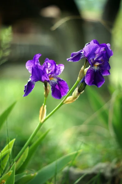 Spring time: blue iris flowers in the forest — Stock Photo, Image
