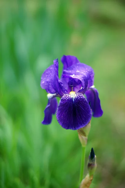 Bahar zaman: ormanda mavi iris çiçekler — Stok fotoğraf