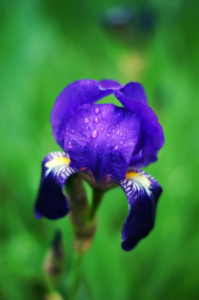 Frühling: Blaue Irisblüten im Wald — Stockfoto