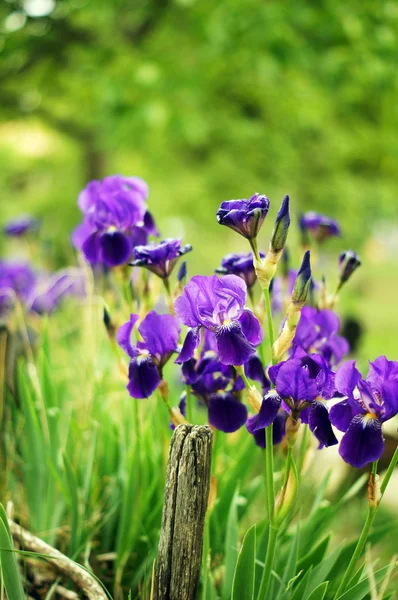 Primavera: flores de iris azul en el bosque — Foto de Stock