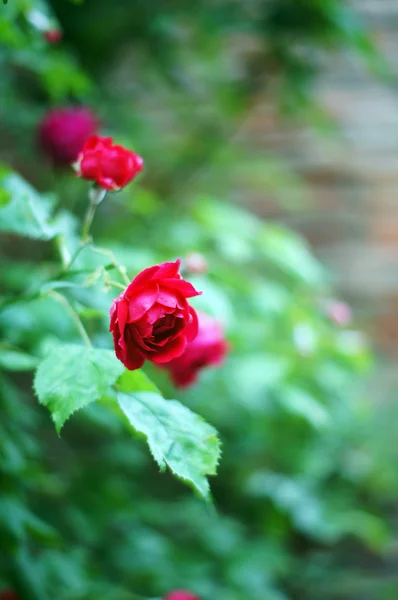 Close up of wild dog rose flowers — Stock Photo, Image