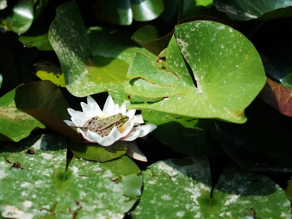 Sapo verde na licença de lótus no lago — Fotografia de Stock