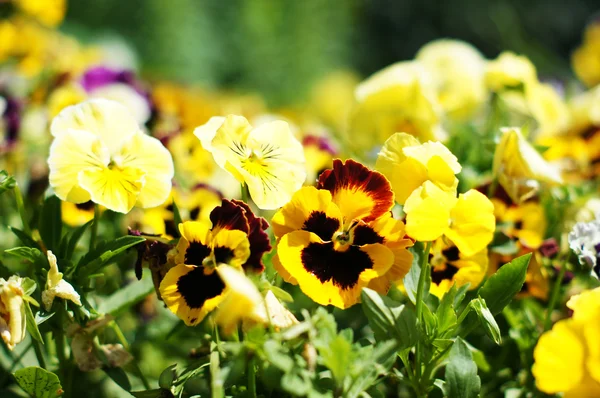 Close up of tricolor violas flowers in the garden — Stock Photo, Image