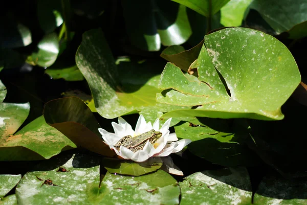 Rana verde sul loto lasciare nel lago — Foto Stock