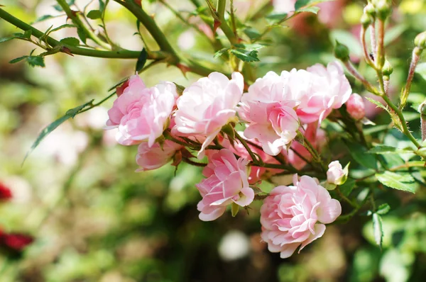 Крупним планом рожеві квіти в літньому саду — стокове фото