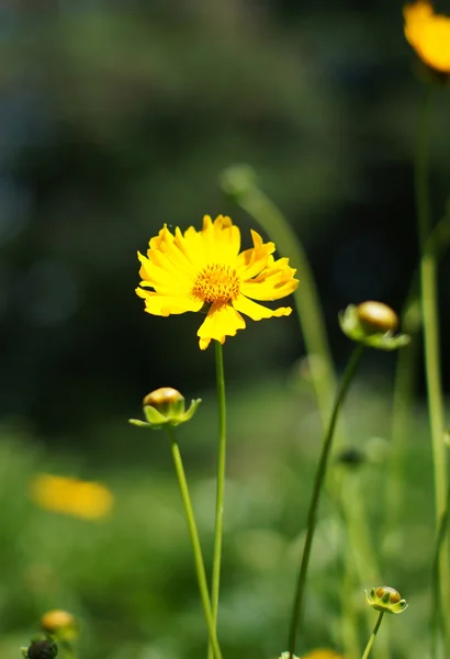 Wild nature, summer time - yellow decorative daisy, Coreopsis — Stock Photo, Image