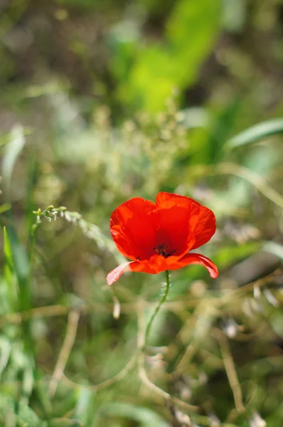 Närbild på röd vallmo blomma i fältet — Stockfoto