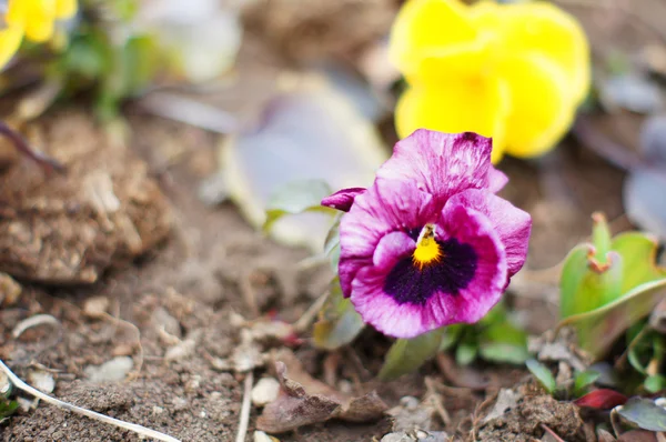 Nahaufnahme von tricolor Violen Blume im Schnee — Stockfoto