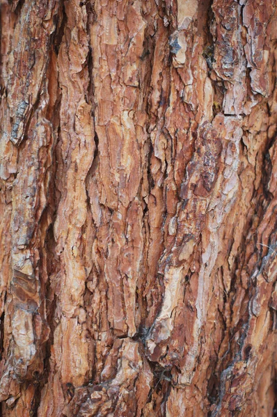 Close up of wood background — Stock Photo, Image