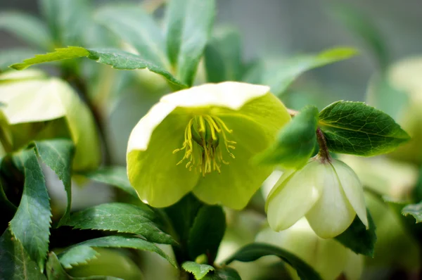 Närbild av sällsynta helleborus blomma — Stockfoto