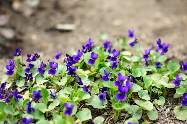 Printemps : premiers violas tricolores dans le jardin — Photo