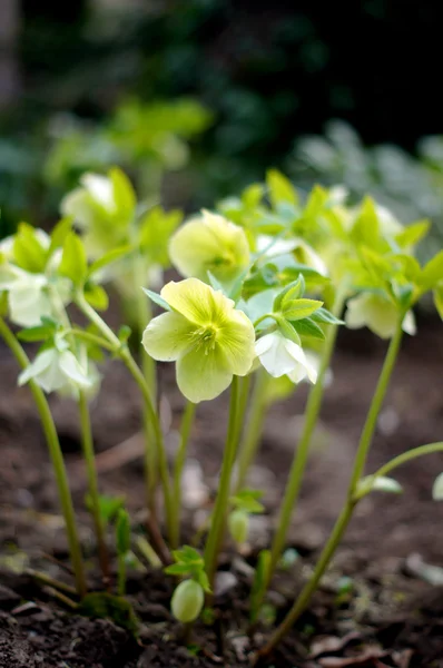 Primer plano de flor rara de Helleborus — Foto de Stock