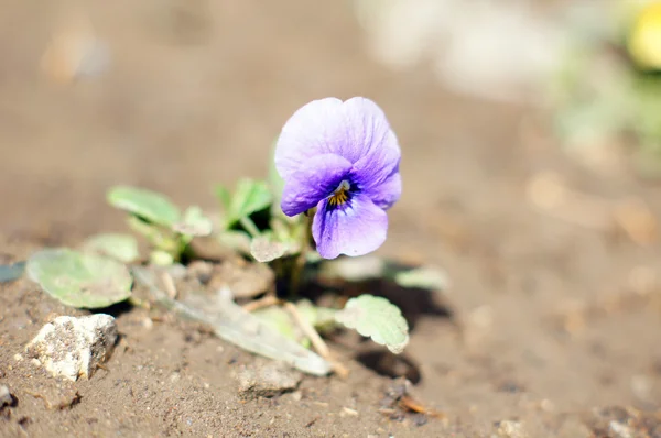 Primavera: las primeras violas tricolor en el jardín —  Fotos de Stock