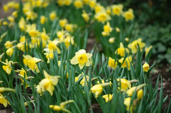 Primavera: gialli fiori narcisi in giardino — Foto Stock