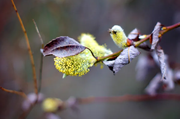 Primavera tempo: flores de salgueiro buceta no ramo — Fotografia de Stock