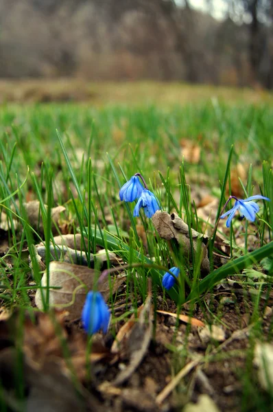 První jarní květiny - modré scilla siberica — Stock fotografie