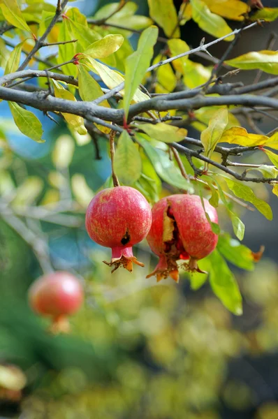 Primer plano de las frutas frescas de granada en una rama de arbusto — Foto de Stock