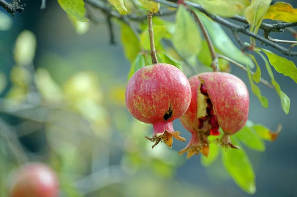 Primer plano de las frutas frescas de granada en una rama de arbusto — Foto de Stock
