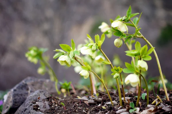 Közelkép a ritka Helleborus virág — Stock Fotó