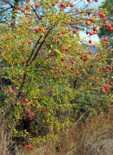 Primer plano de las frutas frescas de granada en una rama de arbusto — Foto de Stock