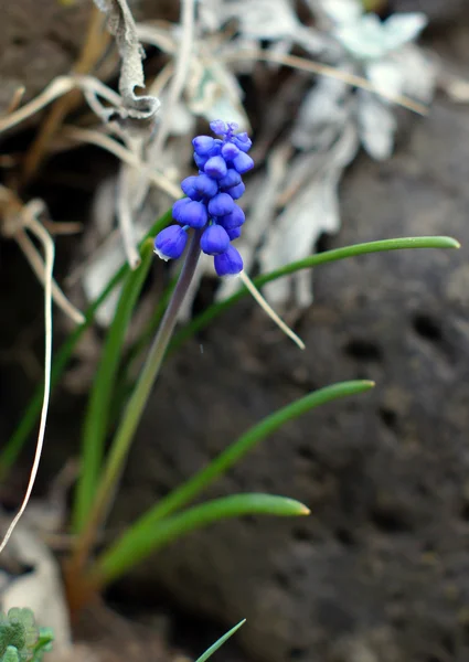 Bluebells çiçek (üzüm sümbül, muscari armeniacum) — Stok fotoğraf