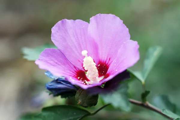 Levande rosa hibicus blomstrar — Stockfoto