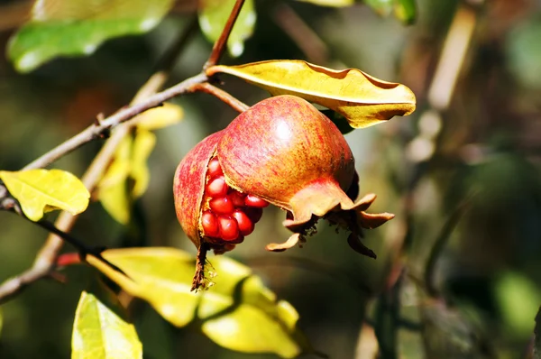Primer plano de las frutas frescas de granada en una rama de arbusto — Foto de Stock