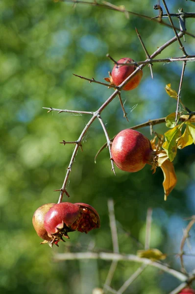 Primo piano di frutta di melograno fresca su un ramo di cespuglio — Foto Stock