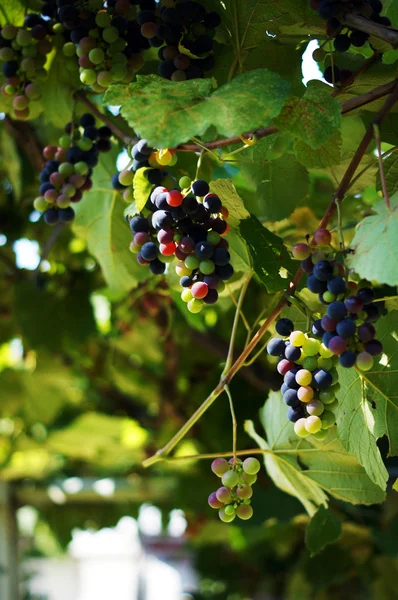 Penutup sekelompok anggur merah di vinyard — Stok Foto