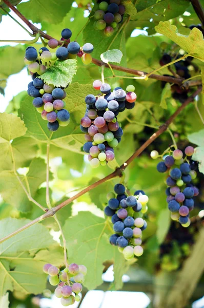 Closeup banda červených hroznů vinyard — Stock fotografie