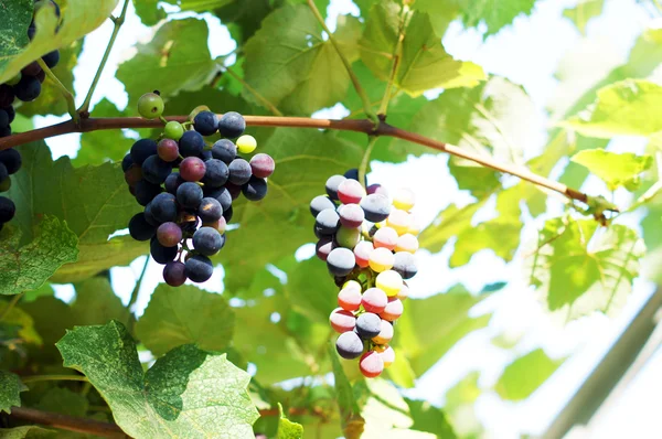 Primer plano del racimo de uva roja en el viñedo —  Fotos de Stock
