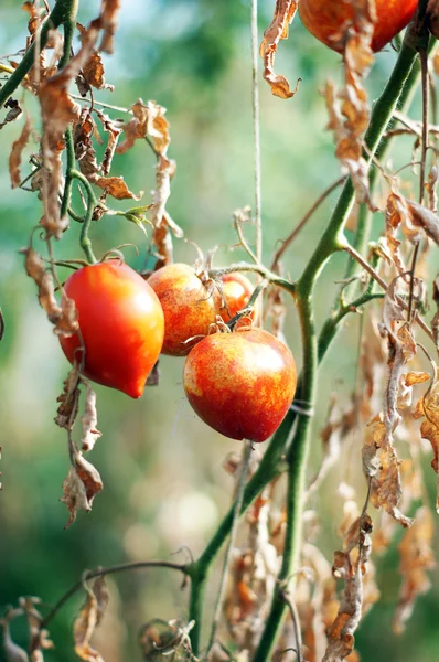 Closeup de tomates amadurecendo em uma estufa — Fotografia de Stock