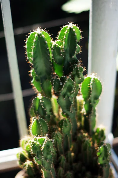 Primo piano della pianta di cactus nel vaso — Foto Stock