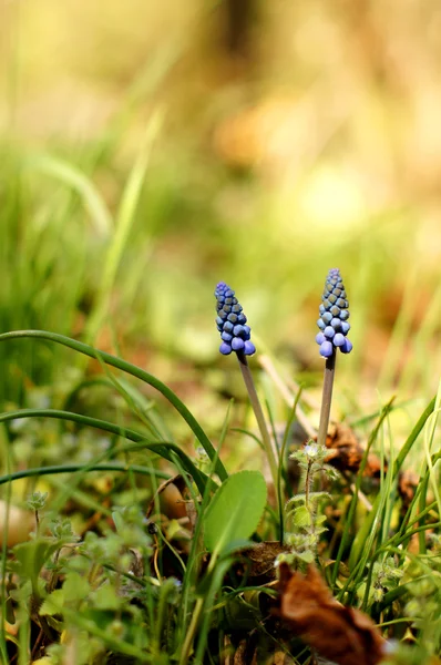 Muscari armeniacum virág vagy közismert nevén Gyöngyike — Stock Fotó