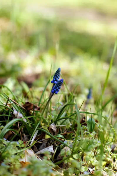 En muscari armeniacum blomma eller allmänt känd som druvor hyacint — Stockfoto