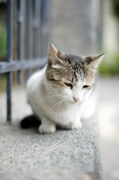 Close up of homeless kitten outdoor — Stock Photo, Image