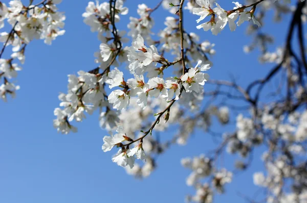 Şube tam Bloom karşı derin mavi beyaz kiraz çiçekleri ile — Stok fotoğraf