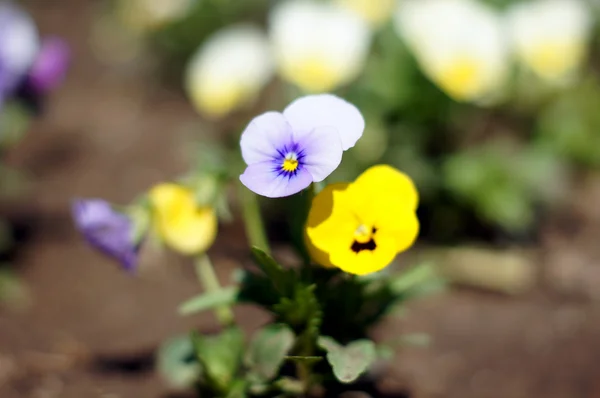 Spring garden: tricolor violas flowers — Stock Photo, Image
