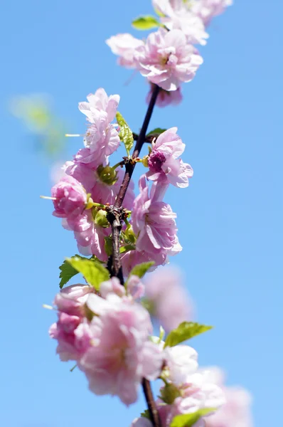 Fechar-se de árvore de amêndoa florescente — Fotografia de Stock