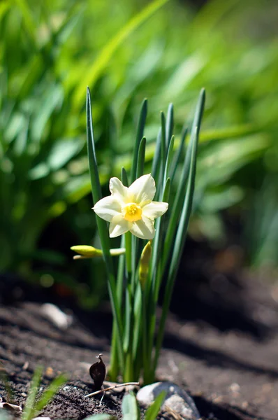 Closeup de flor de narciso planta — Fotografia de Stock