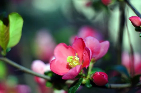 Çiçek açan Ayva closeup — Stok fotoğraf
