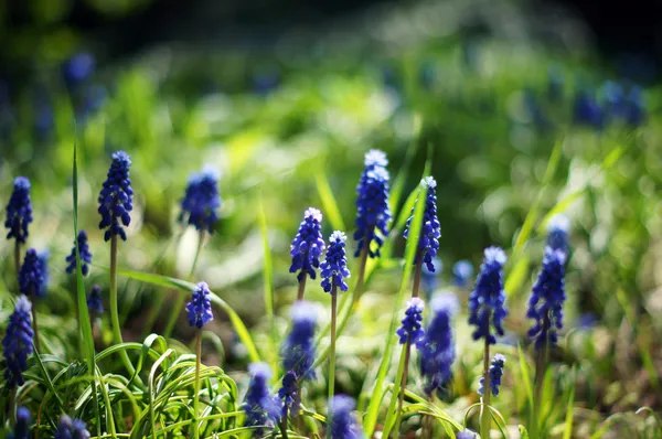 Eine muscari armeniacum Blume oder allgemein bekannt als Traubenhyazinthe — Stockfoto