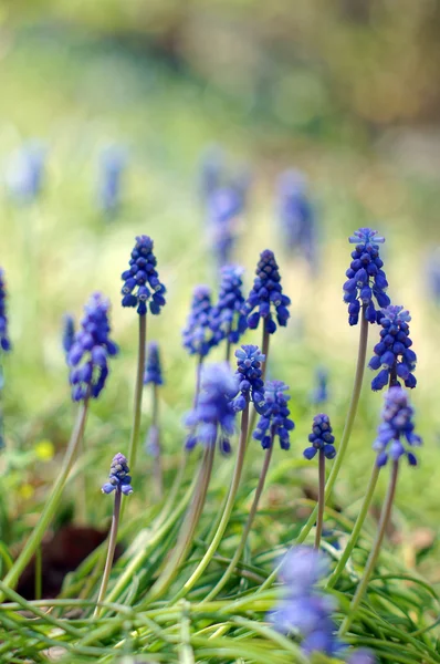En muscari armeniacum blomma eller allmänt känd som druvor hyacint — Stockfoto