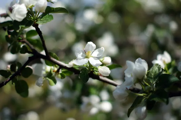 Nahaufnahme von Kirschbaum blüht auf dem blauen Himmel Hintergrund — Stockfoto