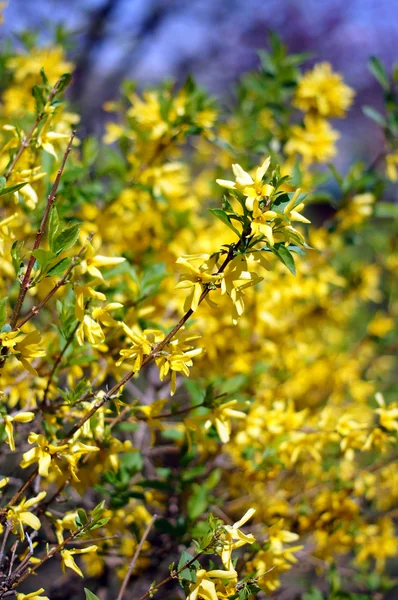 Forsythia bokrok, tavaszi kék ég ellen — Stock Fotó