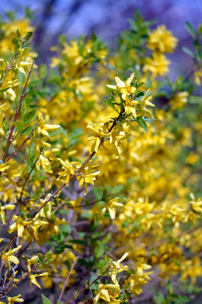 노란 개나리 꽃의 근접 촬영 — 스톡 사진