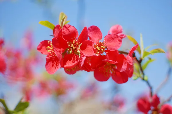 Zbliżenie kwitnące drzewo pigwy — Zdjęcie stockowe