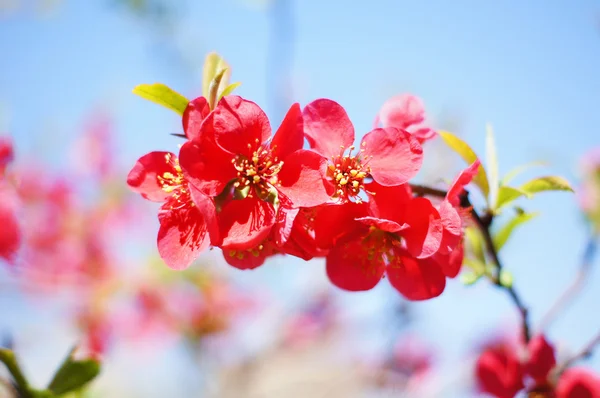 開花マルメロの木のクローズ アップ — ストック写真