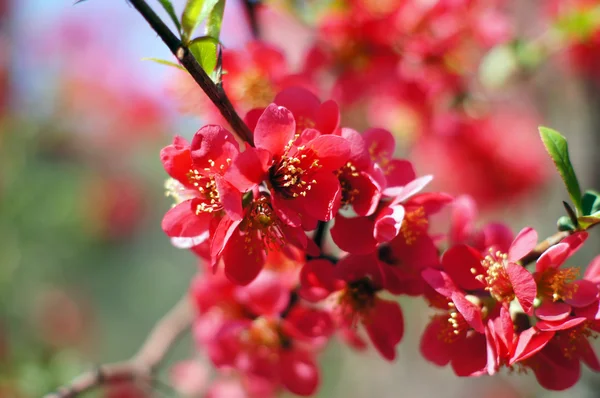 Närbild av blommande kvitten träd — Stockfoto